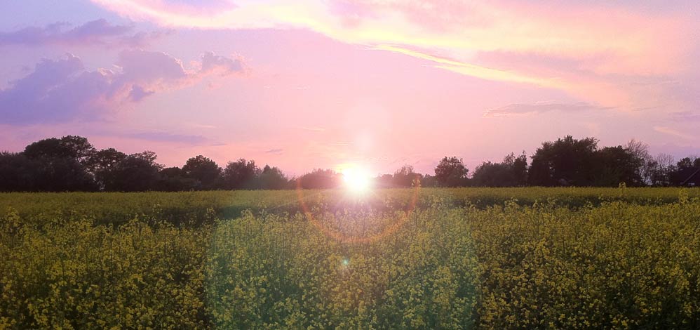 a pink and purple sky with a field at sunset